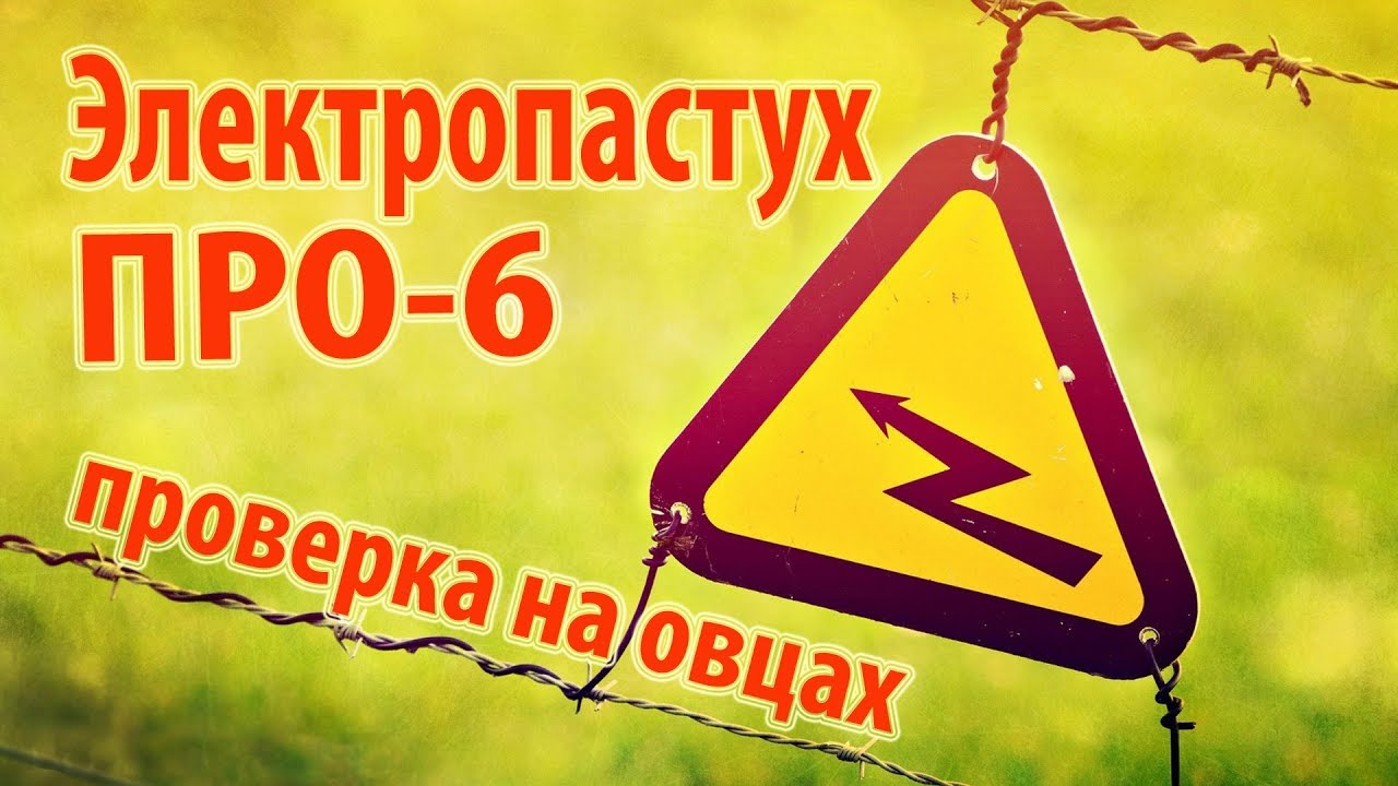 Электропастух ПРО-6  - проверка на овцах \\ В деревню!