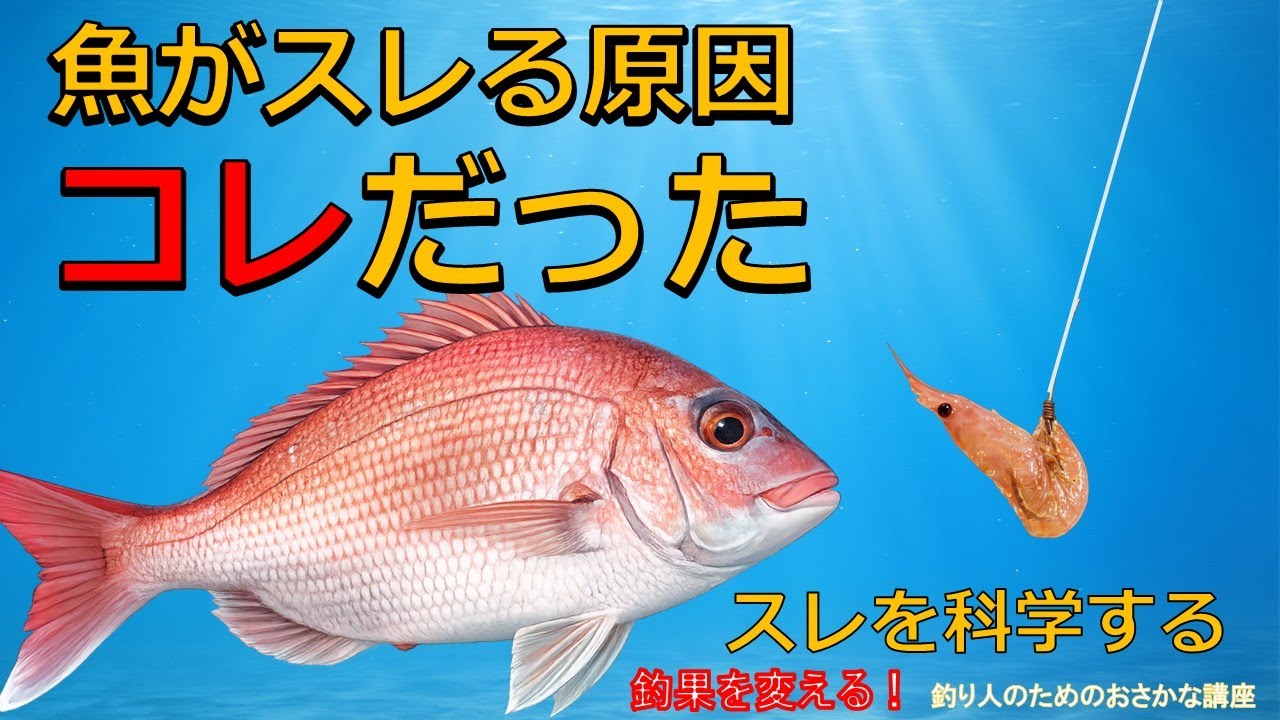 【保存版】スレの真実 魚は針ではなく○○を学習していた