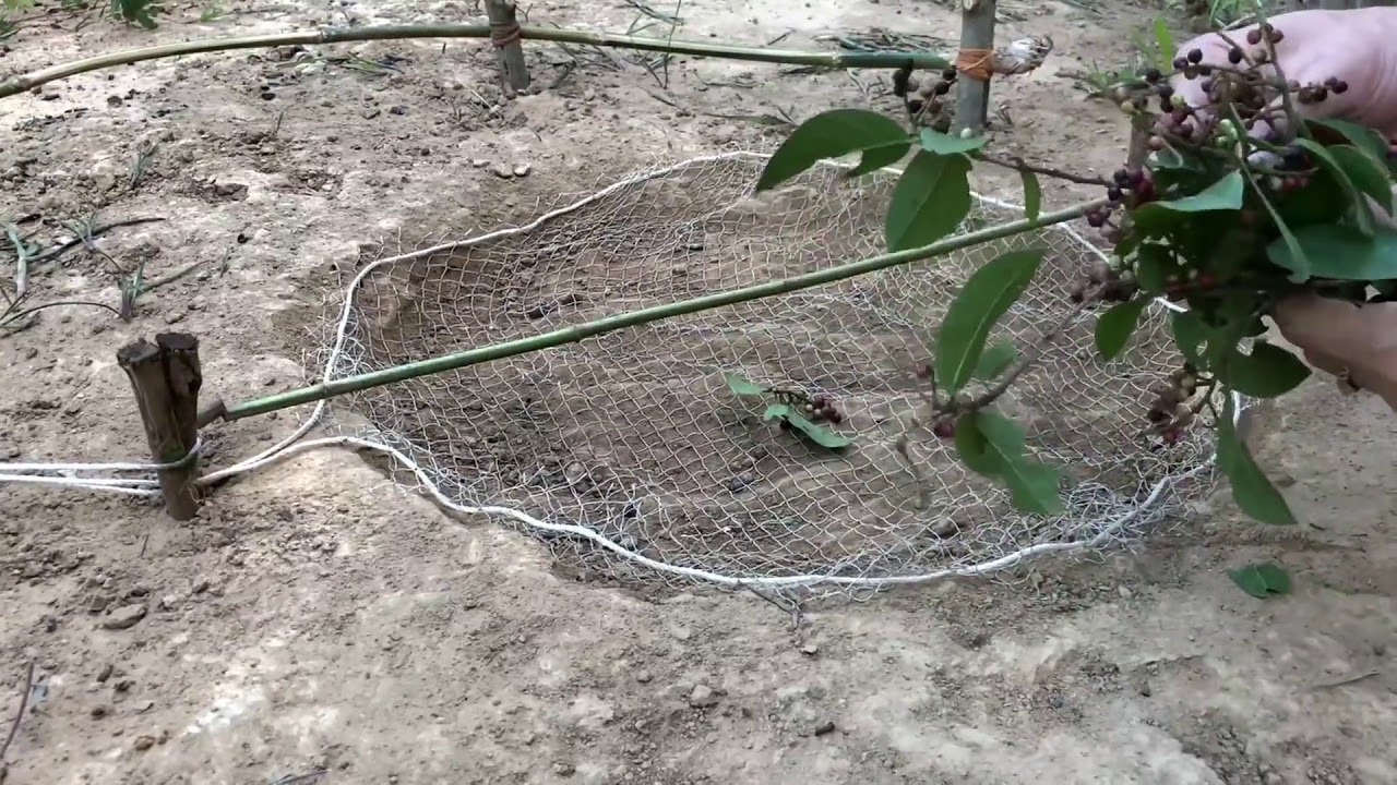 森の創造的な鳥の罠/ The New Trap鳥を一度に捕まえる！