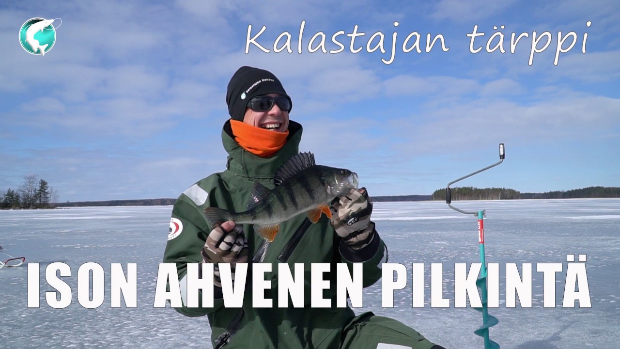Ison ahvenen pilkintä