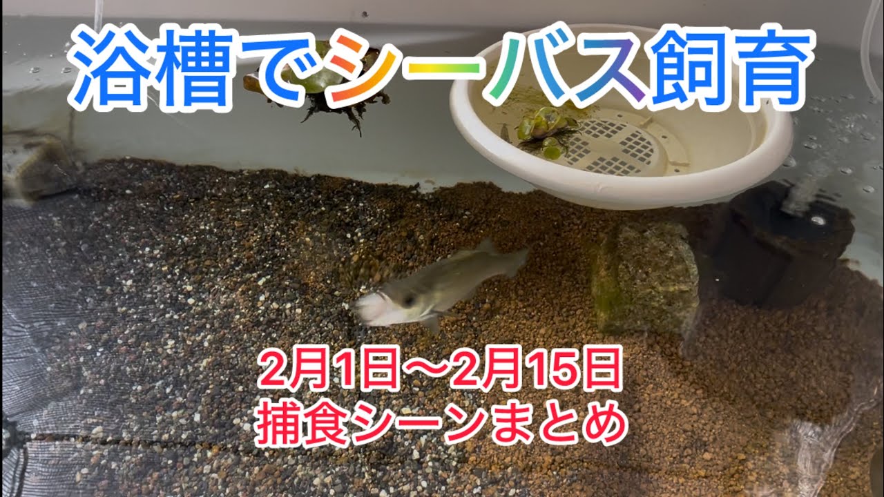 シーバス　飼育2月1日〜2月15日捕食シーンまとめ