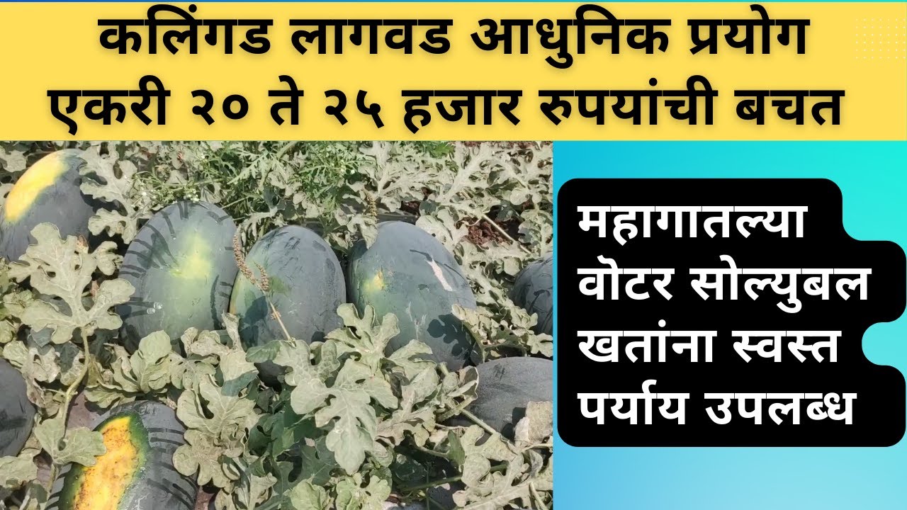 कलिंगड लागवड आधुनिक प्रयोग - भाग 1
