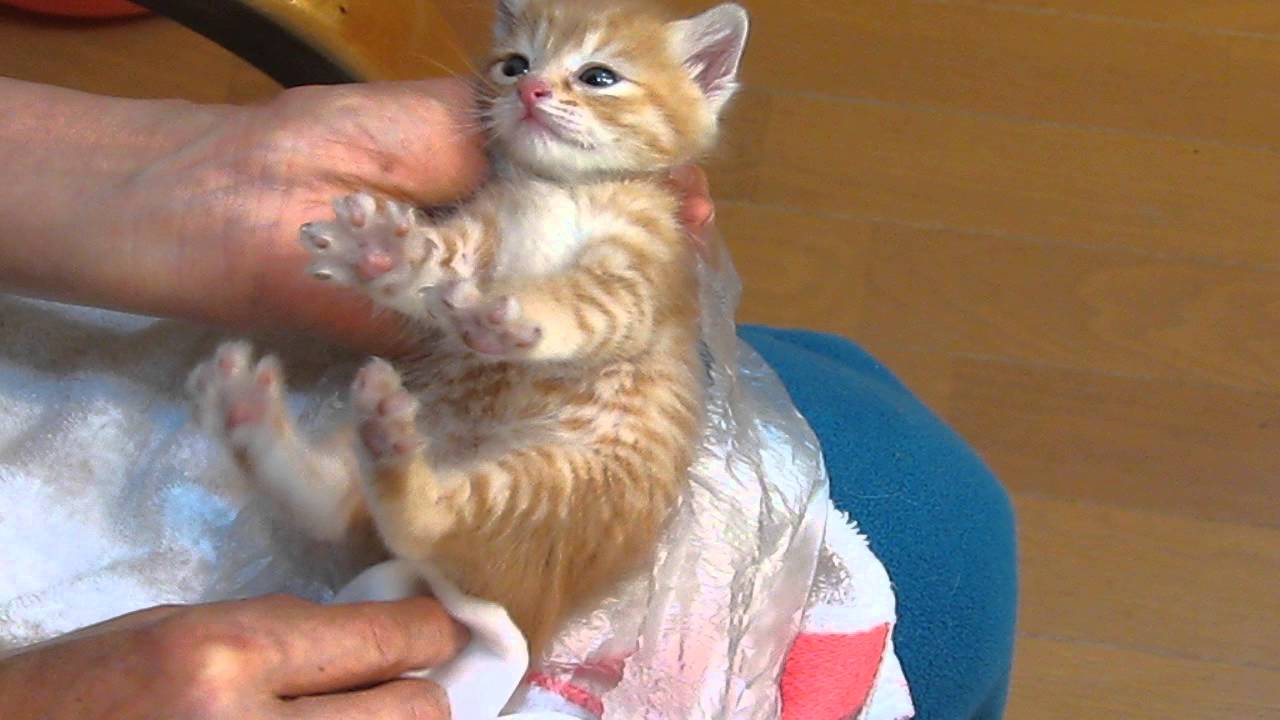 赤ちゃん猫におしっこさせる方法　How to let baby kitten pee
