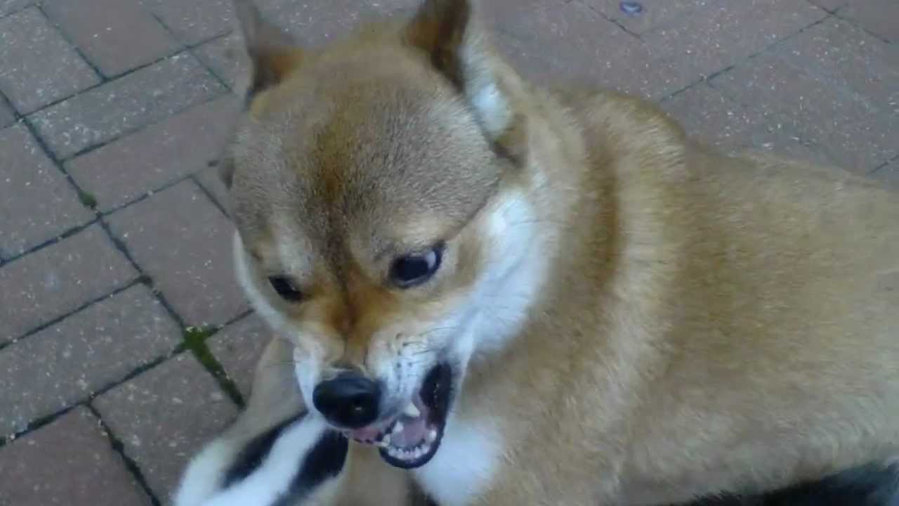 Sasha & Leia (Shiba Inu's) Fight Over Bone 5/8/12
