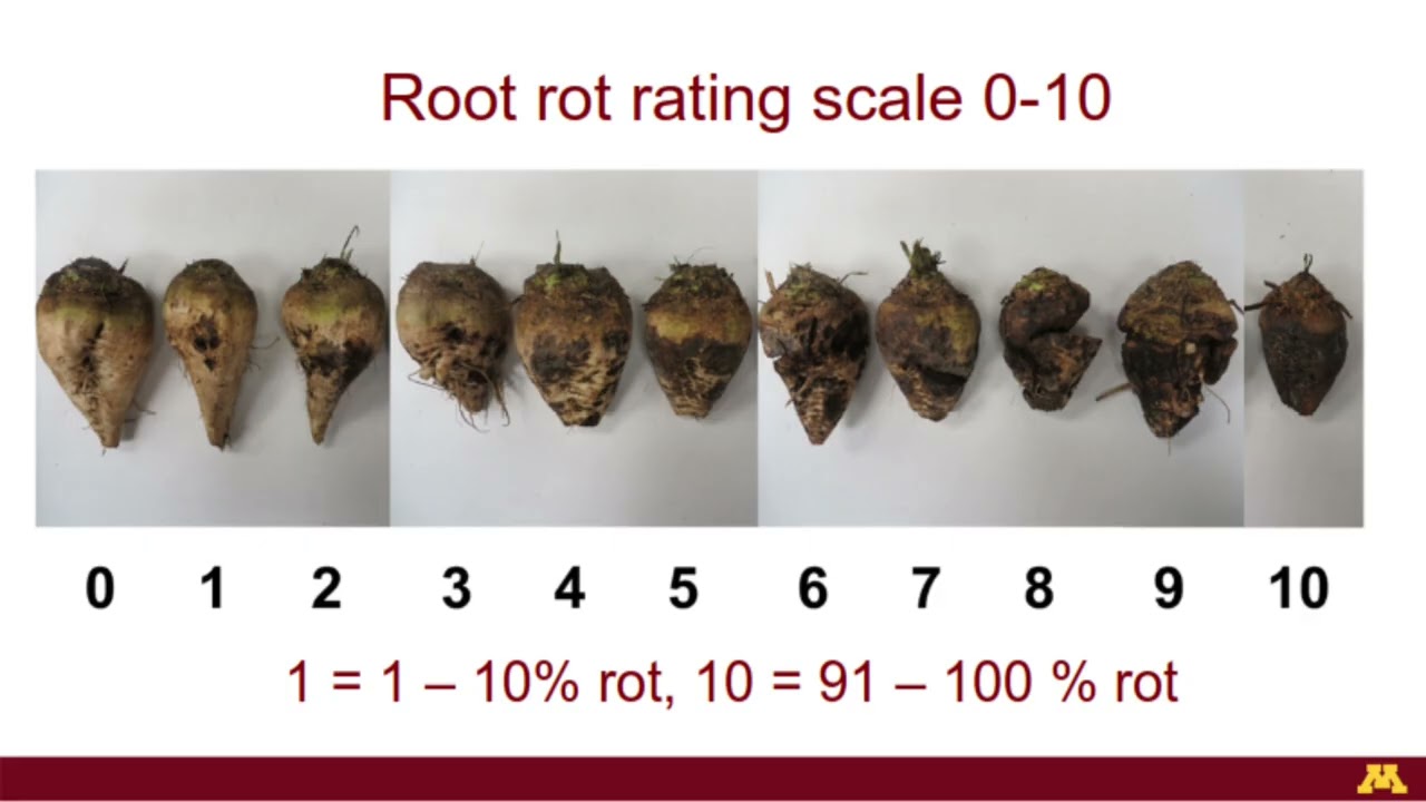 Sugarbeet Disease Management - Dr. Ashok Chanda
