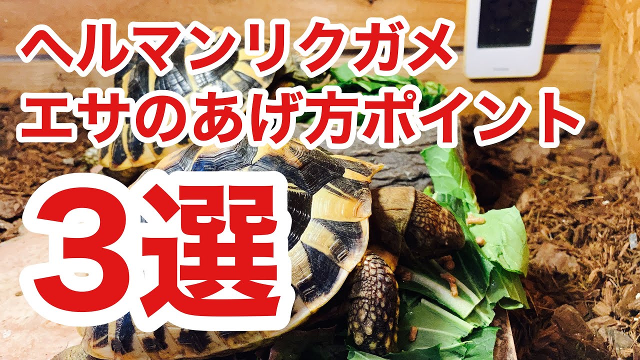 カメざんまい流リクガメを元気に育てる餌やりポイント3選