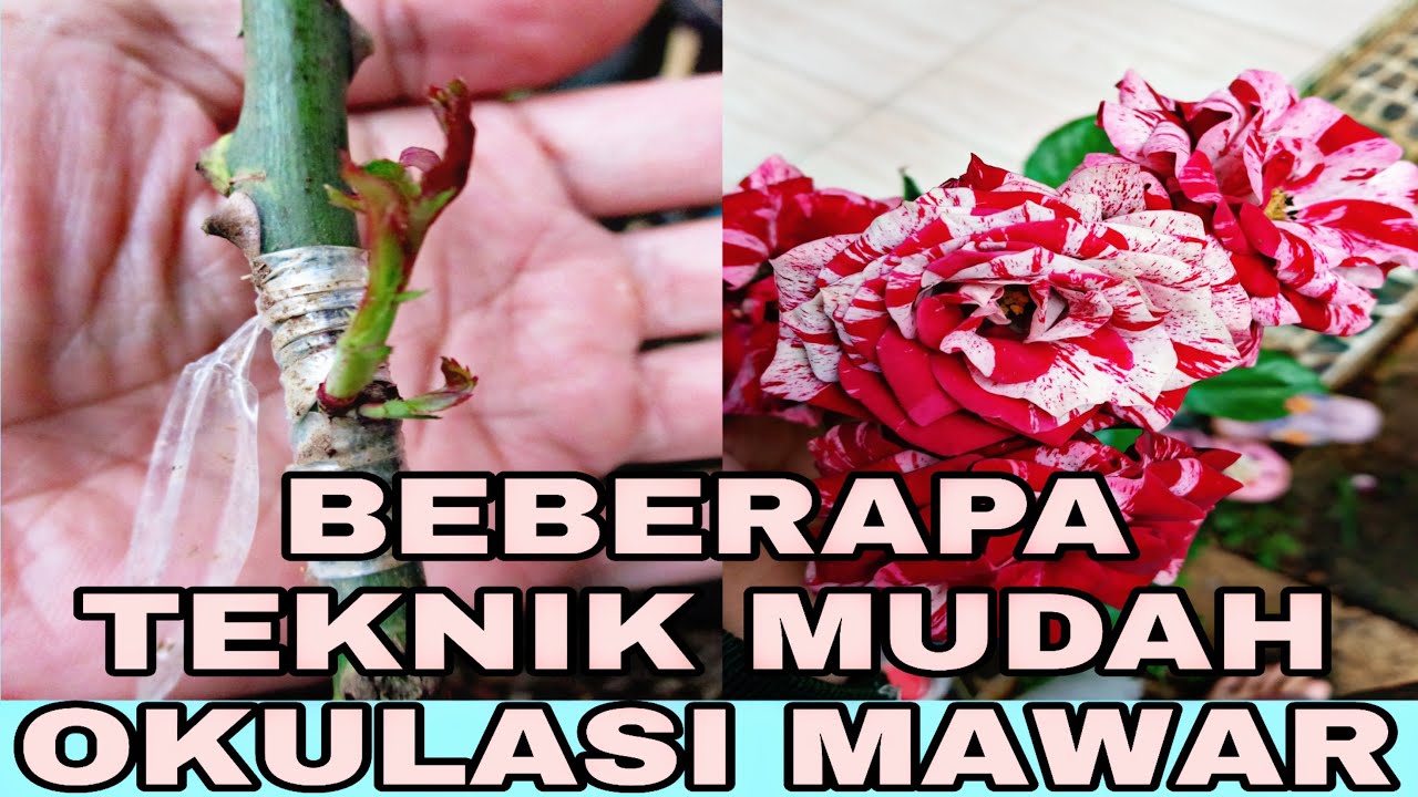 ROSE CHIP BUDDING TECHNIQUE| ROSE PROPAGATION #grafting #graftingtechnique #CHIPBUDING
