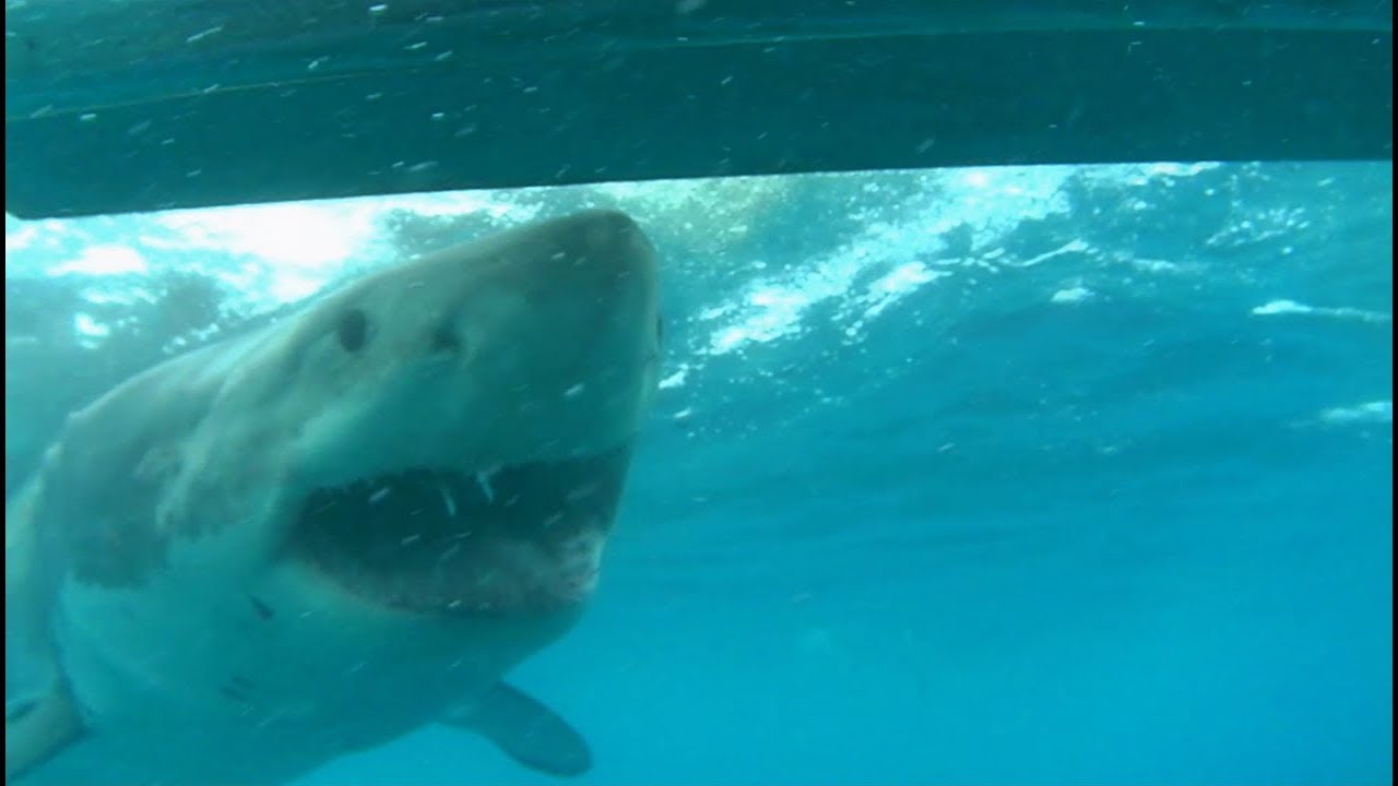 Great White Shark Cage Diving in Australia