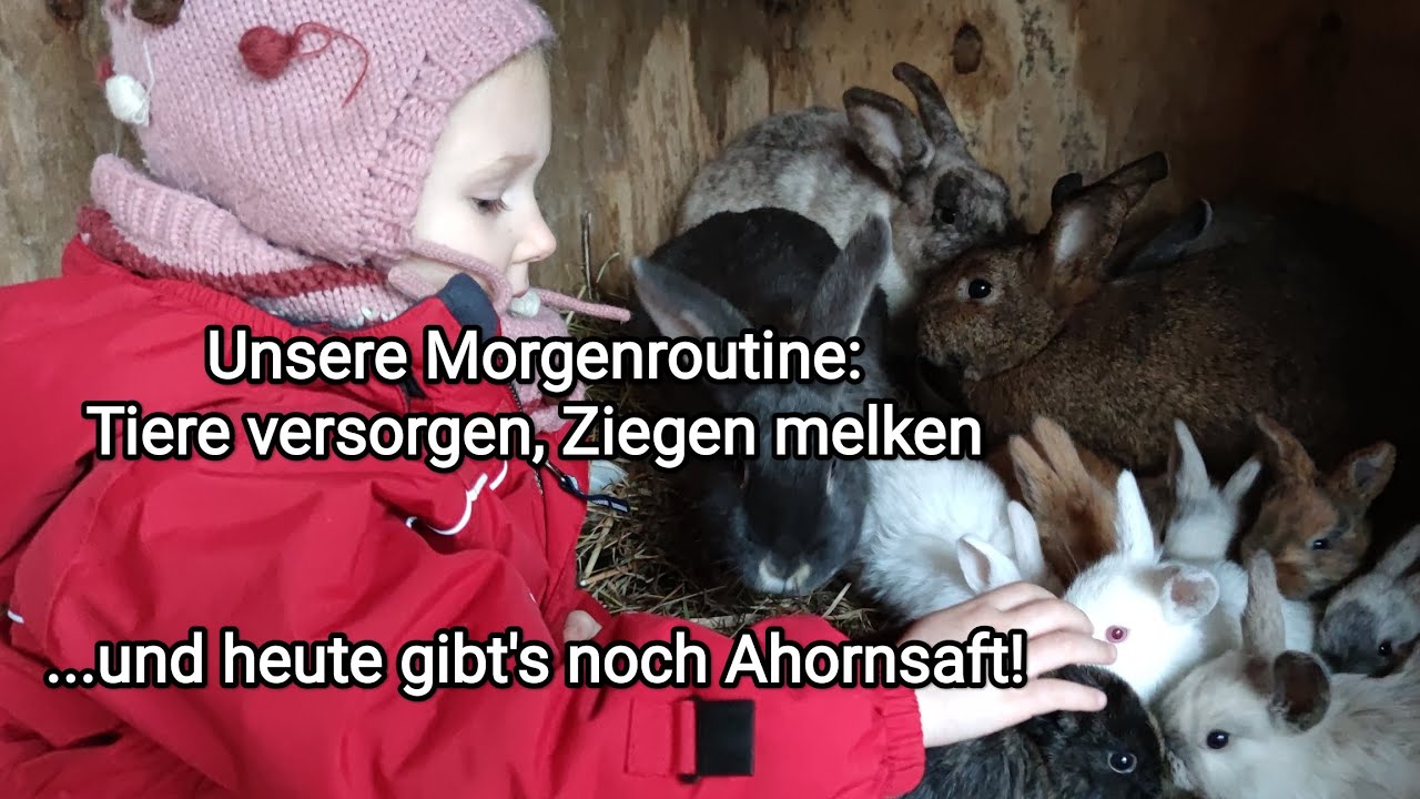 Unsere Morgenroutine auf dem Hof: Tiere versorgen, Ziegen melken und endlich wieder Ahornsaft zapfen