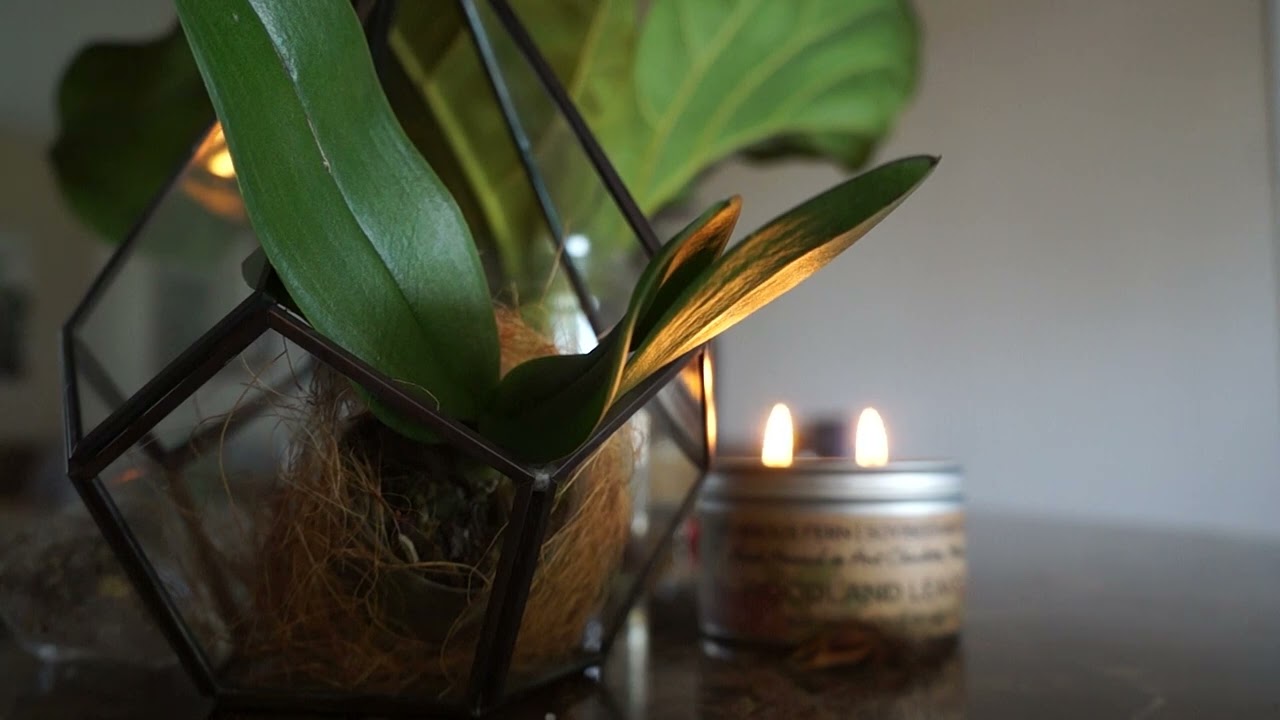 2HRS Jazz Music | Relaxing Scene Plant and Candle | Chic Atmosphere