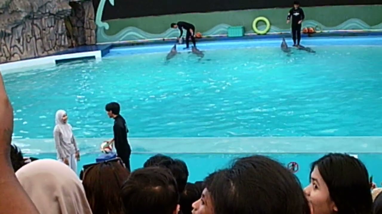 pertunjukan dolphin di  Samudra Ancol