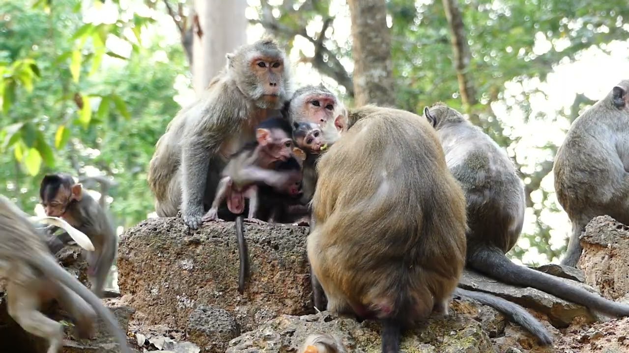 Update family monkey in available.