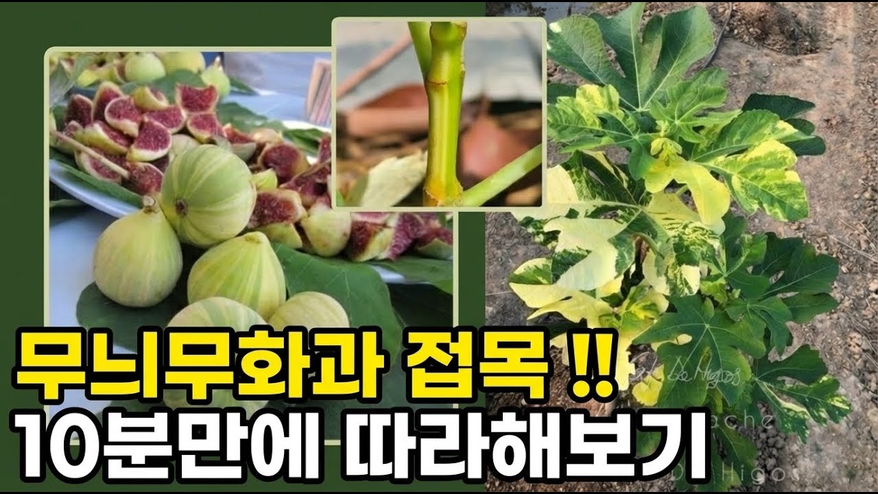 무화과 접목 완전 정복! 깍기접·눈접·Z접 전문 도구까지 총정리 (프리파나치, BNR 품종) - 260208
