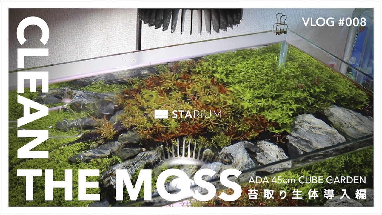 【アクアリウム】ADA 45cm水槽 苔取り生体導入とお洒落なLED照明紹介編 Part5 /ヤマトヌマエビ/オトシンクルス/AMATERAS LED/アオミドロ/ vlog #008