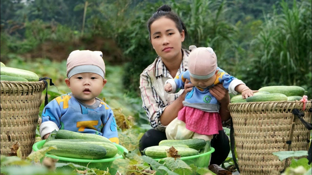 Go with your children to harvest cucumbers to sell at the market