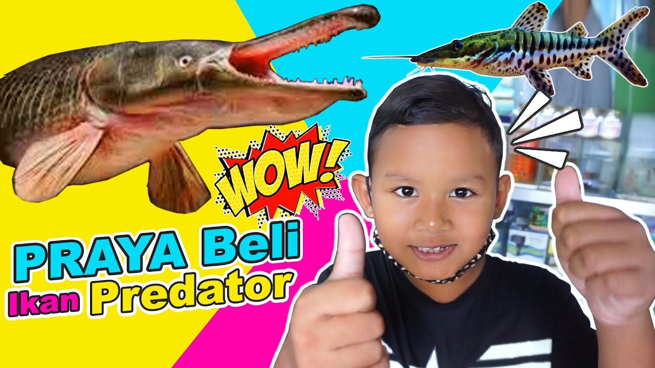 Drama Praya Beli Ikan Predator Untuk Aquarium Baru