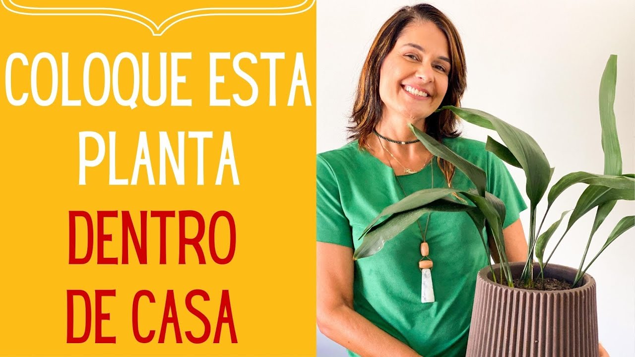 PLANTAS PARA DENTRO DE CASA: Apiditra Elatior: A melhor planta para local quase sem luz nenhuma