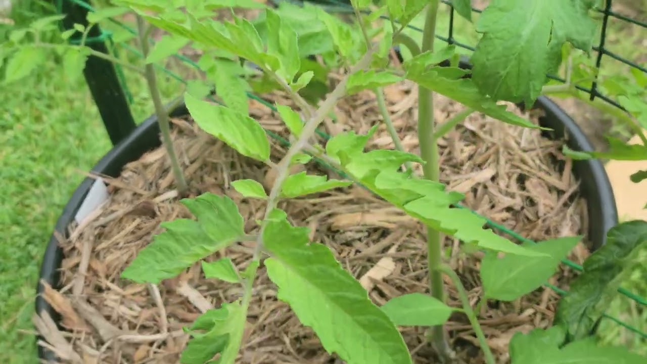 Garden Tour May 2023|Arkansas Traveler Tomato|Suburban Backyard Garden