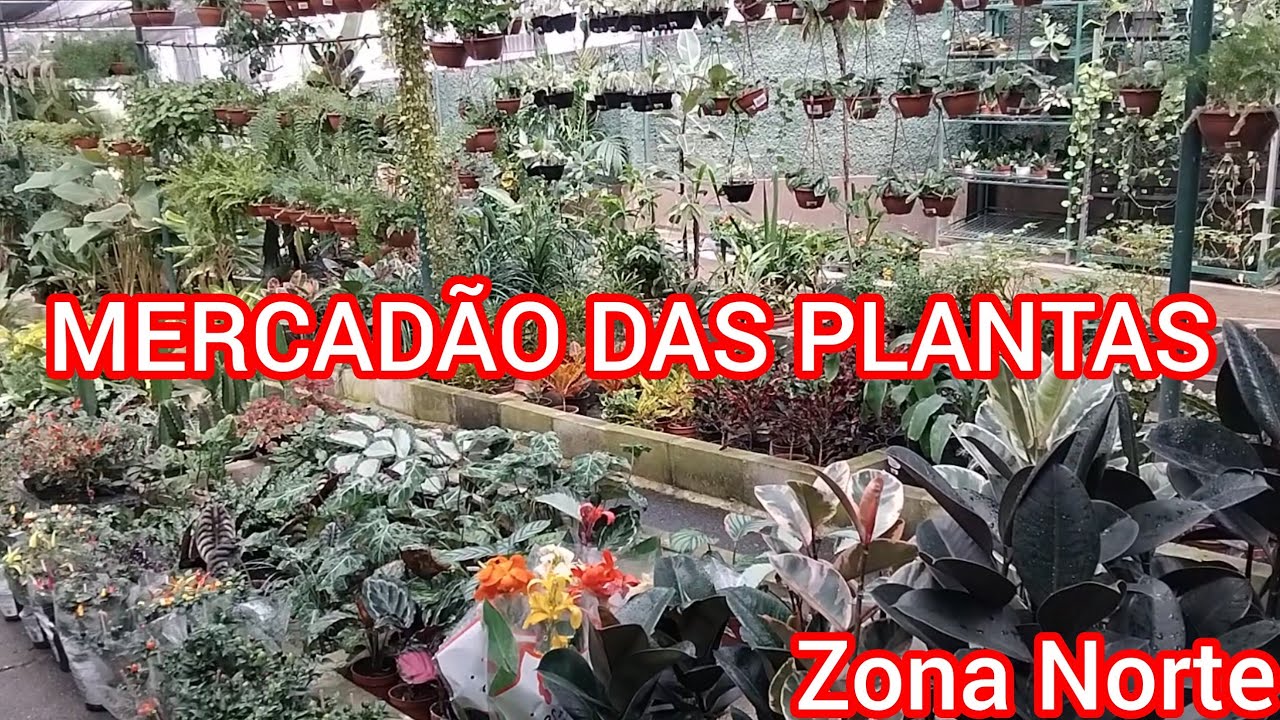 Mercadão das plantas!#flores #plantas #viralyoutubevideo#viral #viralvideo#riodejaneiro#jardim #sol 