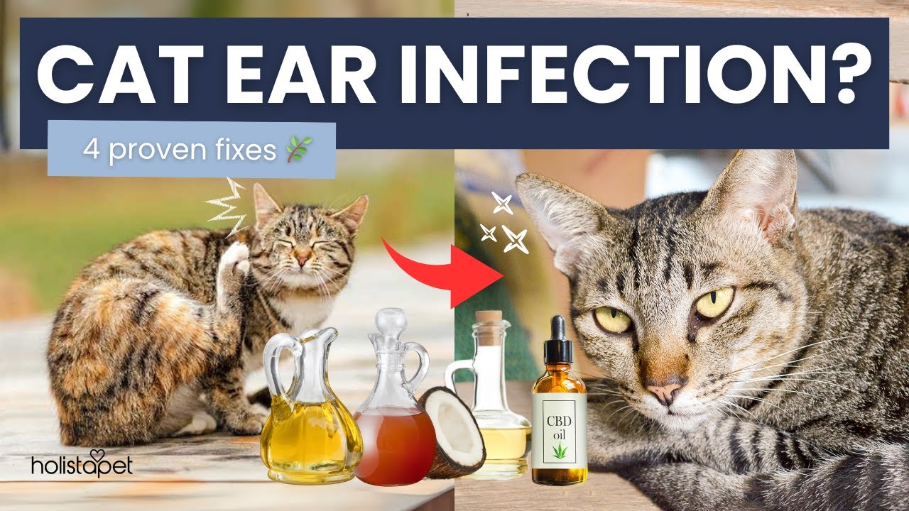 Cat Ear Infections? Try These 4 Proven Home Remedies First