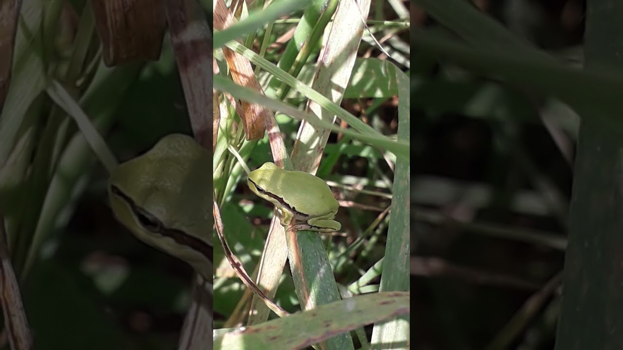 אילנית מצויה - אחד ממיני הדו חיים המרהיבים בארצנו.