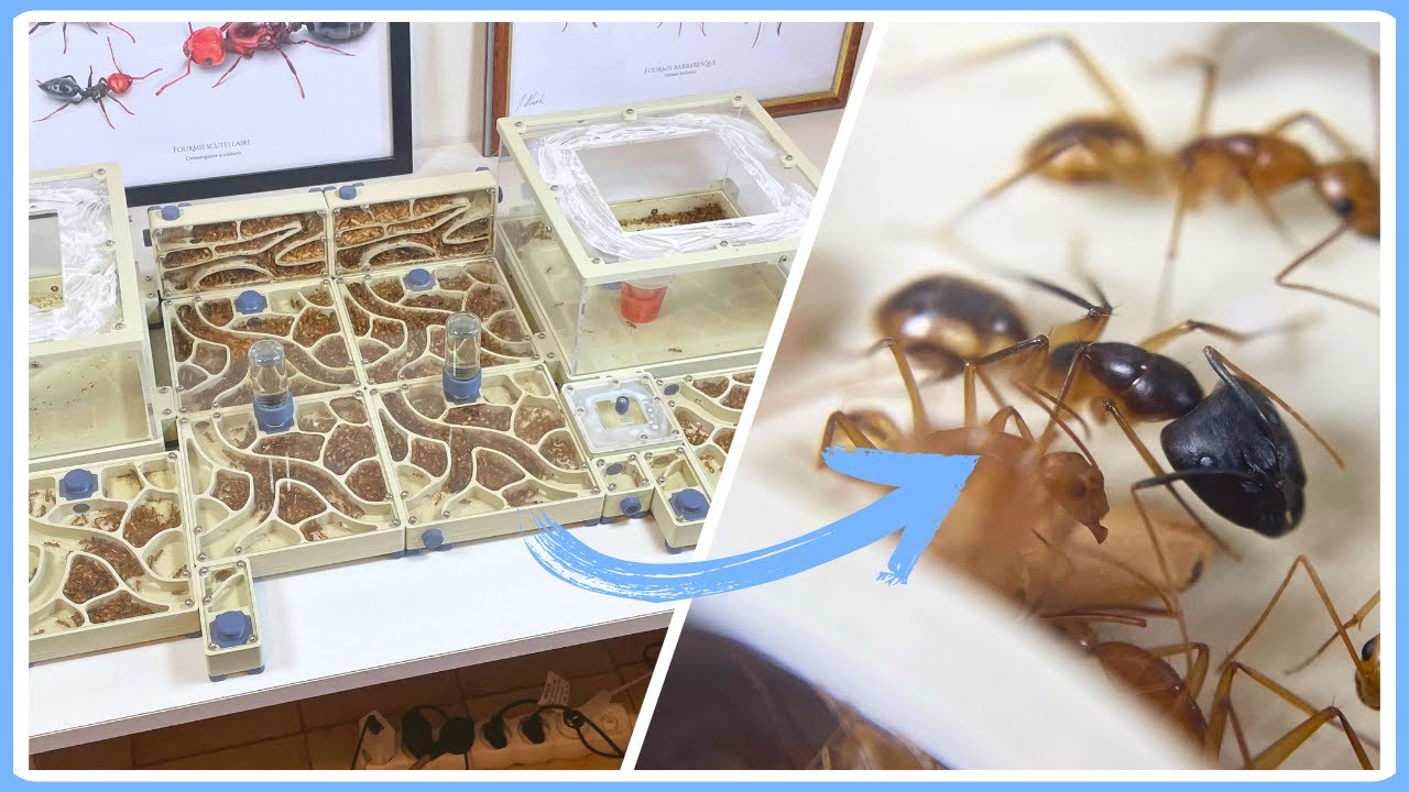 Une de mes plus grosses fourmilières exotiques ! (Camponotus maculatus)