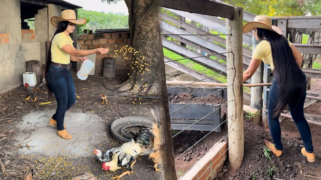 tratando das criações e carregando terra pro curral 🤠
