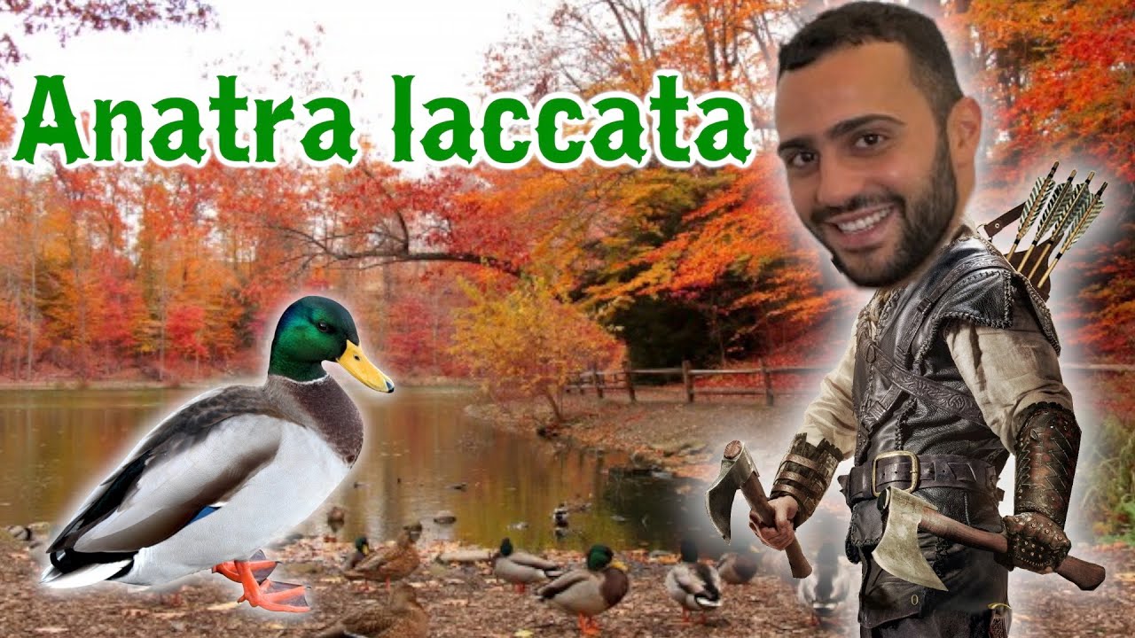 CHEF RUBEN VA A CACCIA🔫 🦆 *Anatra laccata*