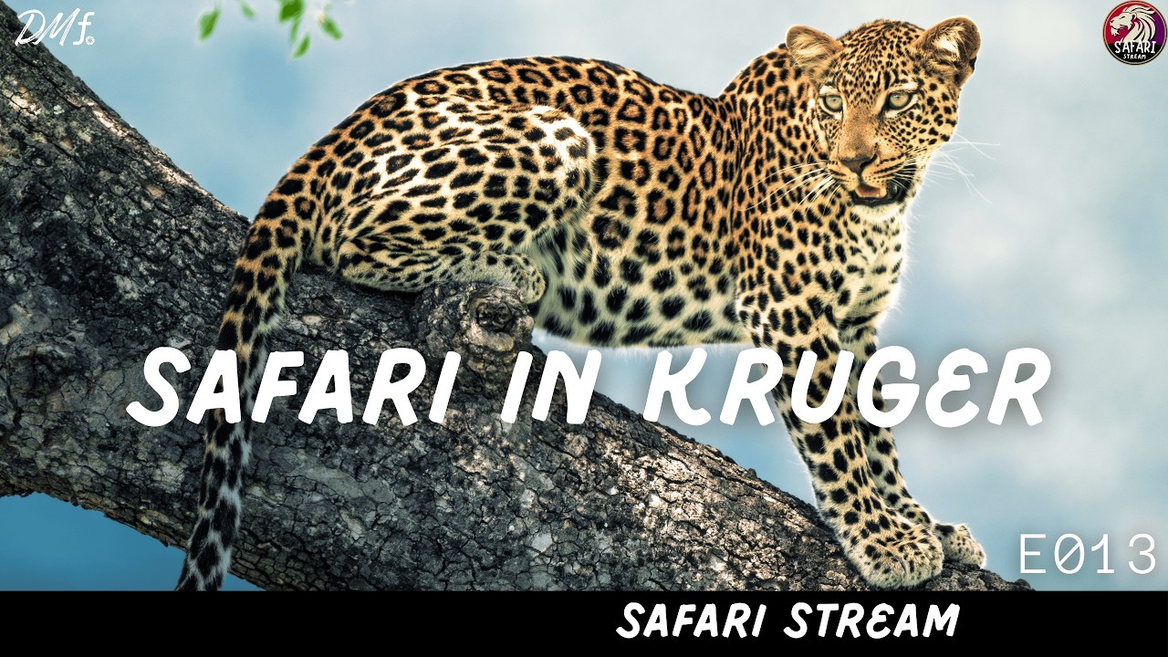 Safari in Kruger: Episode 13 | Safari Stream | 2025/02/09