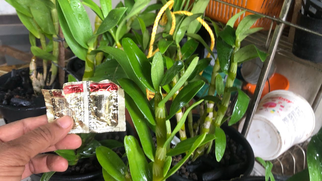 Antibiotic for orchid plants ❤️❤️❤️🌹🌹🌹thadathil vlog