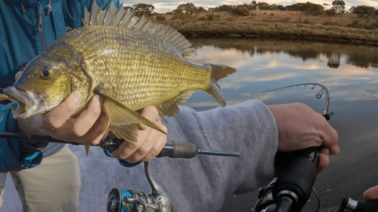 Black Bream From The Bank