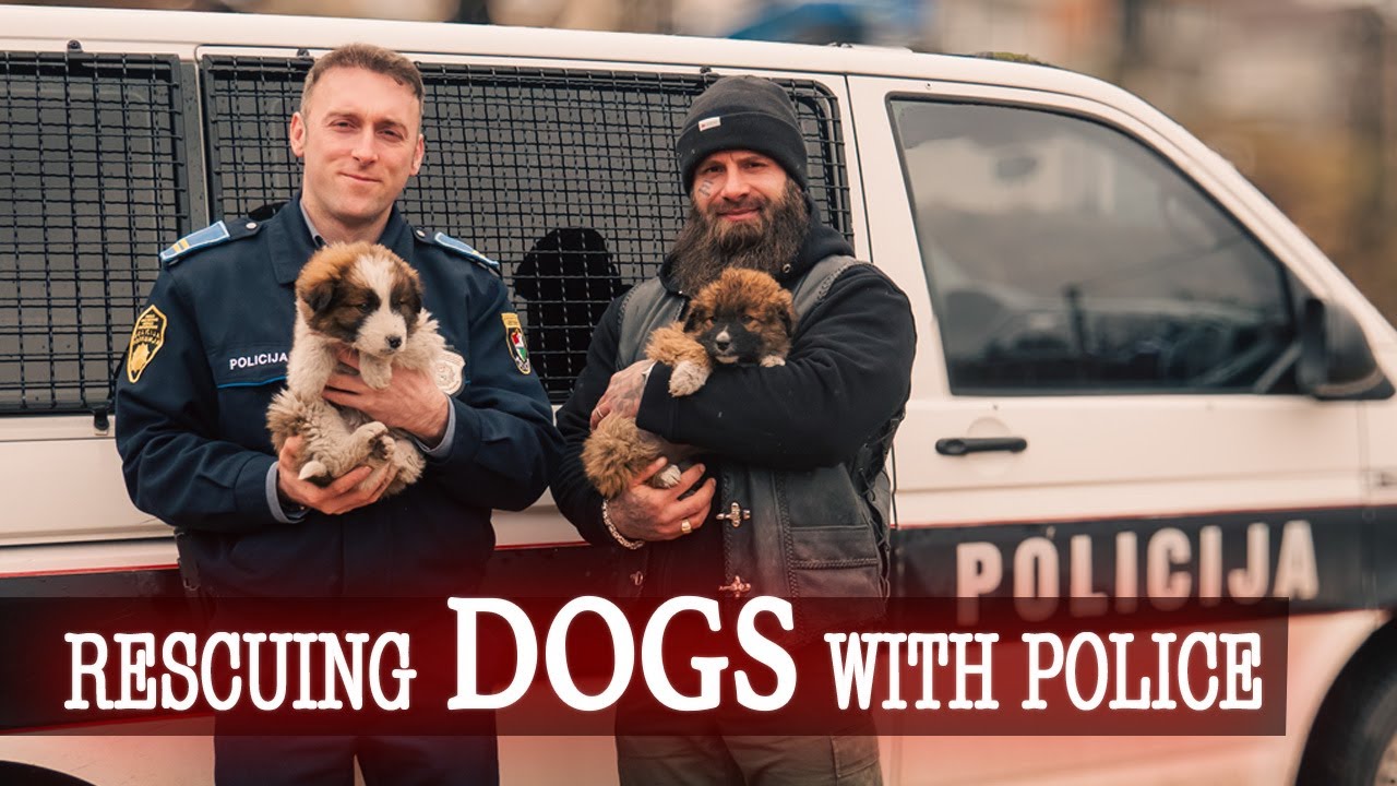 Rettung von Welpen mit Polizeihilfe &ndash; Save the Dogs BiH