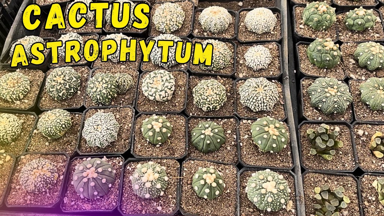 Mi COLECCIÓN de Astrophytum cactus 🌵/ vivero suculento