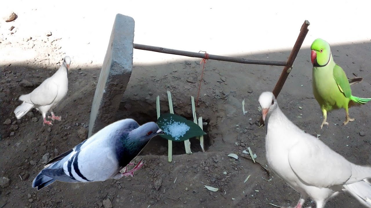 Easy parrot and pigeon trap using Old brick l drop down parrot pigeon trap in hole