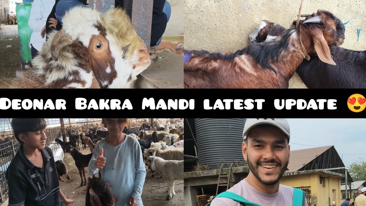 Deonar bakra mandi latest update 😍 || Mandi full garam|| #deonar #mandi #bakra #vlog #explore #goat 