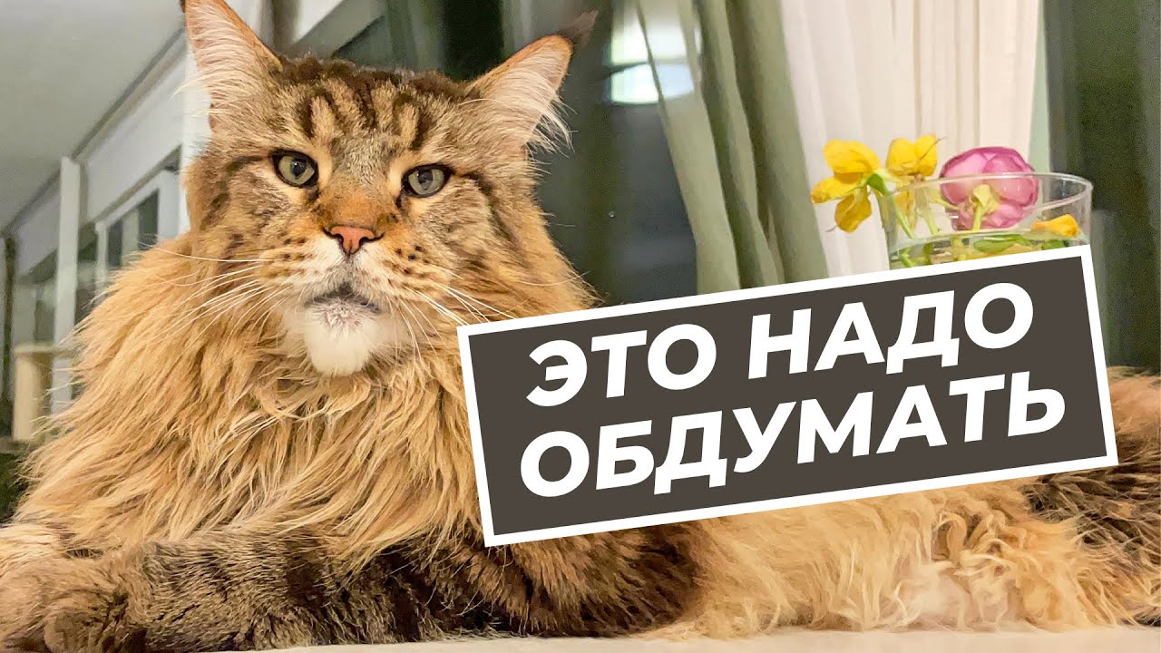 Кот Вилли и его мыслительный процесс