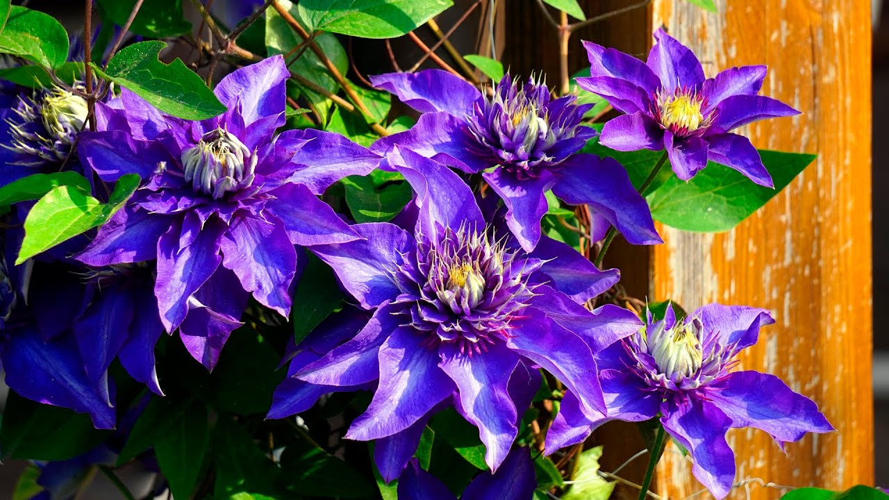 10 Variedades de Clematis más hermosas