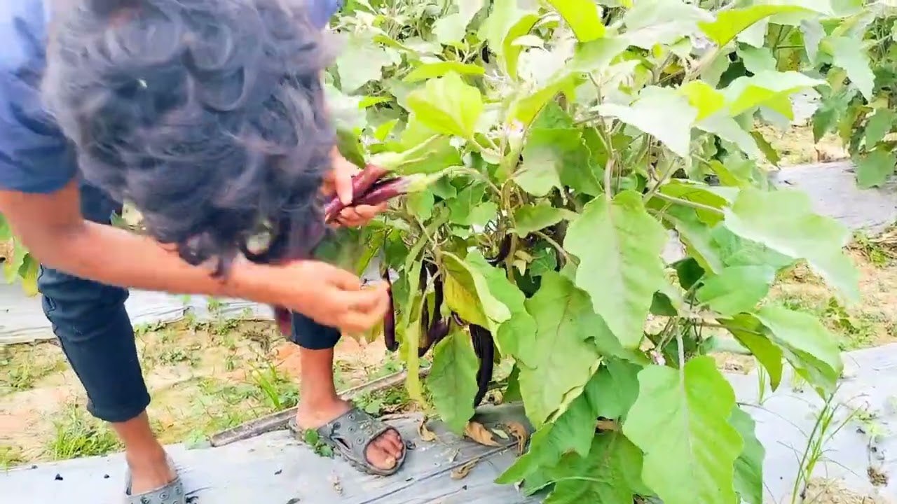 বেগুনের বাম্পার ফলন ও দাম ভালো পাওয়ায় কৃষকের মুখে হাসি 