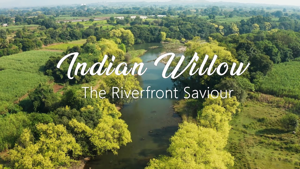 Indian Willow - The Riverfront Saviour
