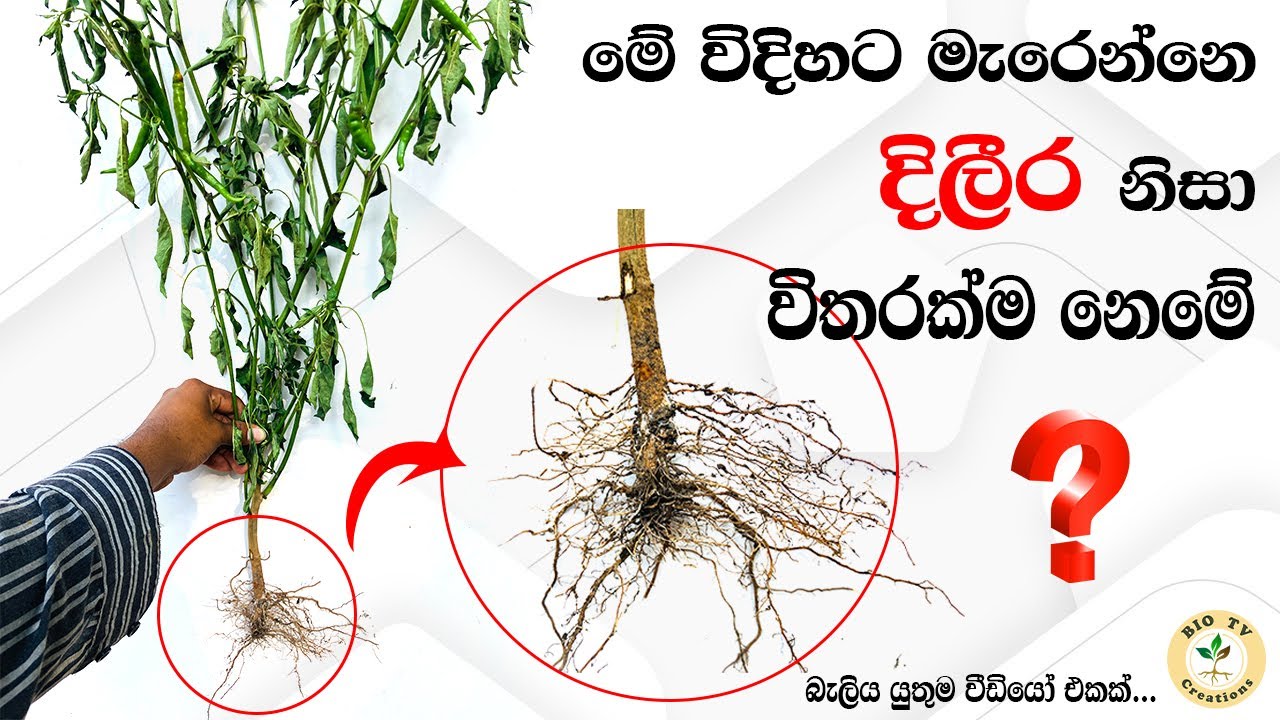 මේ දිලීර ආසාදනයක්ද🤔?බැක්ටීරිය හිටුමැරීමද🤔නැත්නම් වටපනු රෝගය නිසාද? මුදල් නහස්ති  නොකර දැනගන කරමු!!