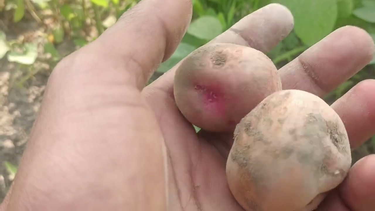 मेरा पहला अनुभव: खेत से ताजे आलू निकाले! 🥔🌱