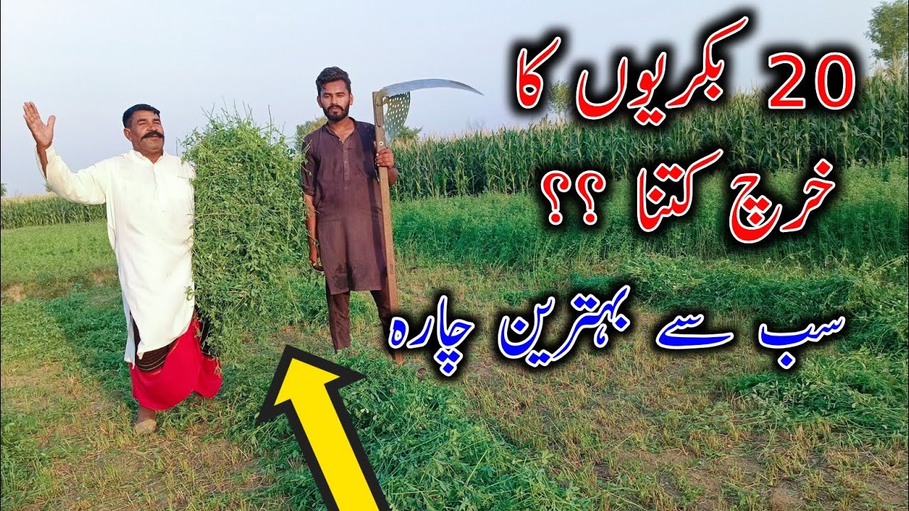 Feasibility Of Goat Farming On Stall Feed - Ashraf Gujjar Goat Farm - Alfalfa Hay