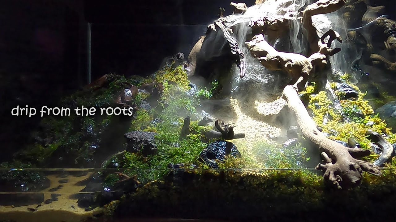 The first drop that creates the headwaters【terrarium】