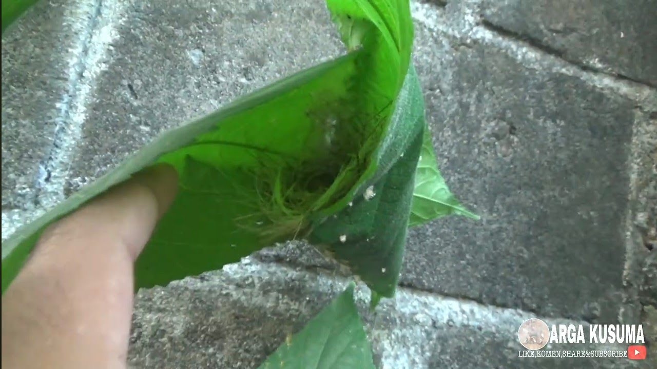 SARANG BURUNG SANGAT MUDAH DI DAPATKAN DI DEKAT RUMAH