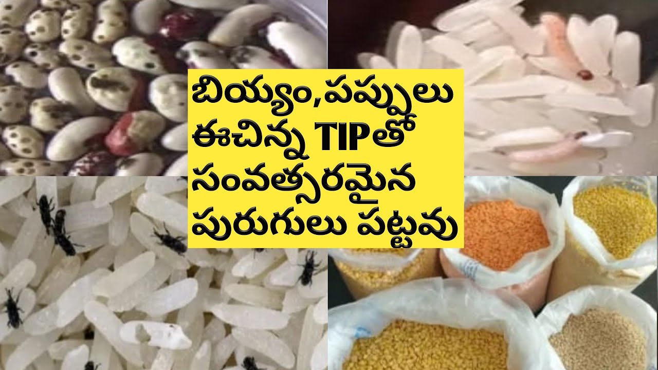 How to Store Pulses and Grains in Telugu/How to Protect pulses from Insects/Easy Tip to Store Pulses