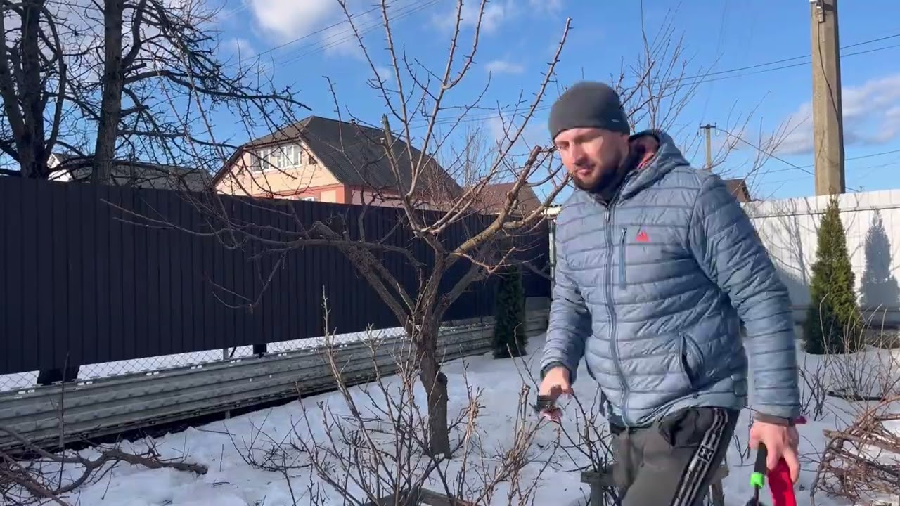 Обрізка 10 річного абрикоса у формі чаші