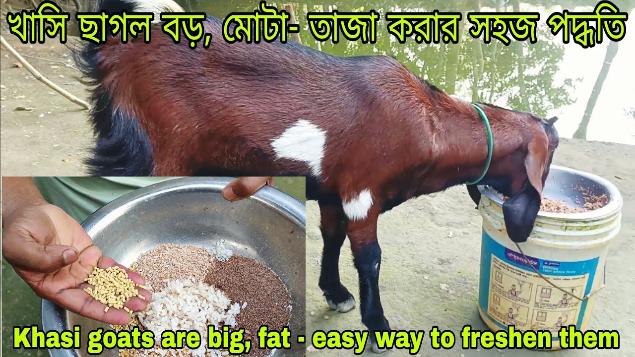 খাসি ছাগল মোটা তাজা করা Khasi goat fat - fresh