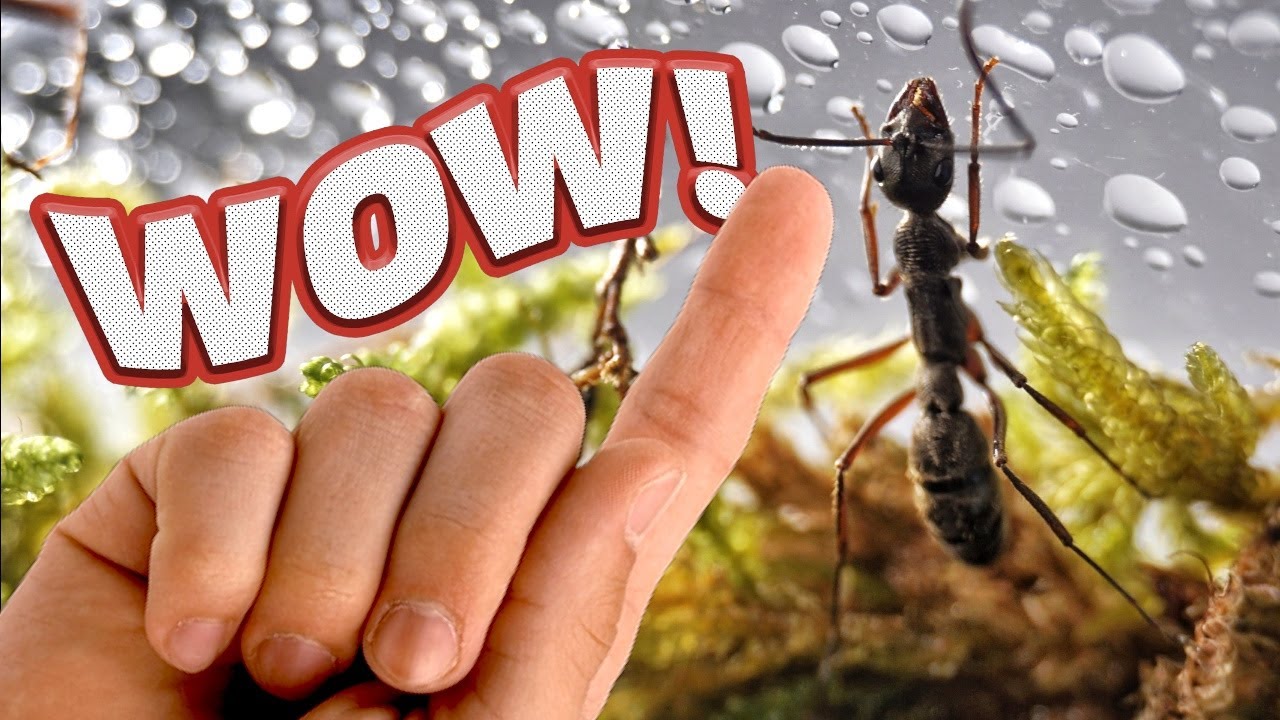 OJO, en este hormiguero LLUEVE ! - Rain Forest para la Hormiga bala asiática | Diacamma rugosum