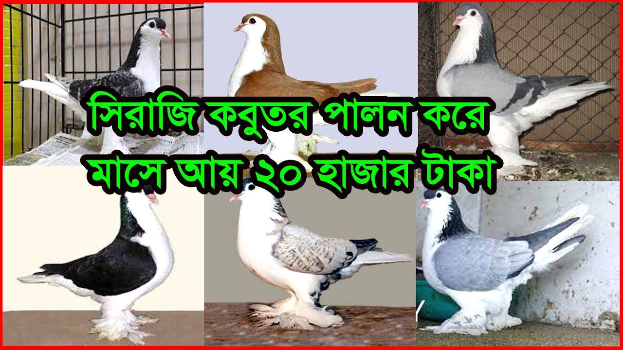 সিরাজি কবুতর পালন করে মাসে আয় করতে পারবেন ২০ হাজার প্লাস | সিরাজি কবুতর পালনে আয় ব্যয়ের হিসাব