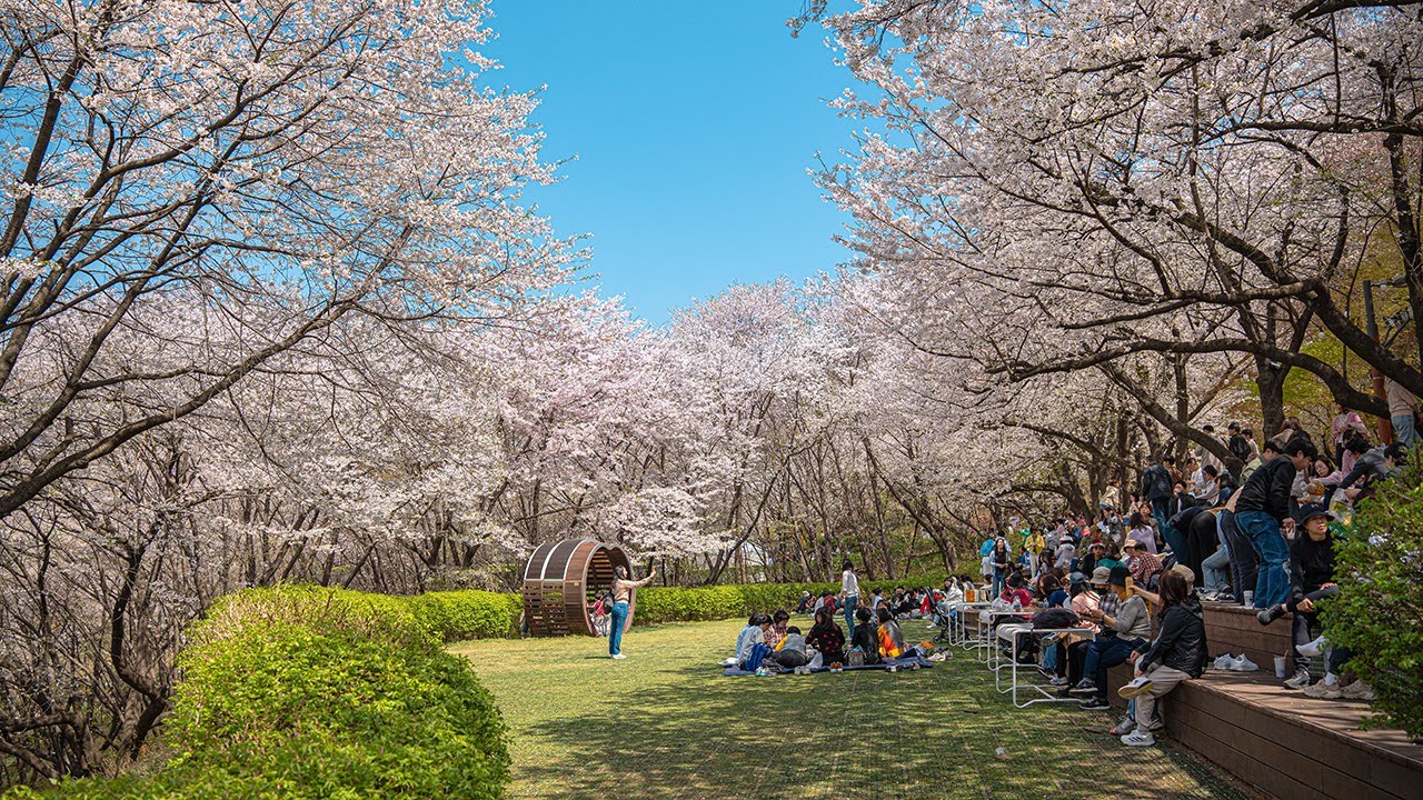 Most Beautiful Secret Cherry Blossom Walk in Seoul 🌸 | Walking Tour Korea 4K HDR